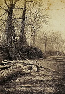 Path in a forest