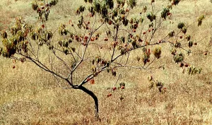 A peach tree with fruit
