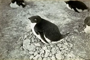 Polar Regions Wildlife Prints: A penguin