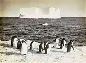 Penguins on an iceflow