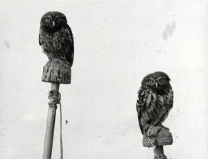 Owl Species Prints: Perched owls