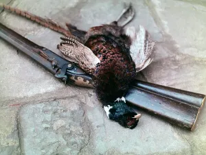 European Pheasant Species Prints: Pheasant and rifle