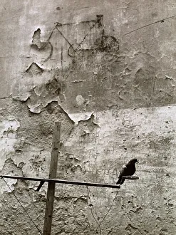 Zoology Images Prints: Pigeon