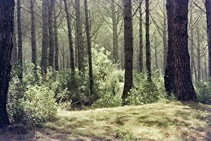 Pine Forest Landscape Prints: Pine forest in Cecina