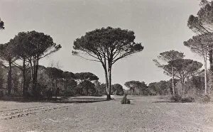 Pine Tree Landscape Photography Prints: The pine forest of Ravenna