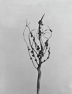 Vegetable Kingdom Elements Prints: Plant root