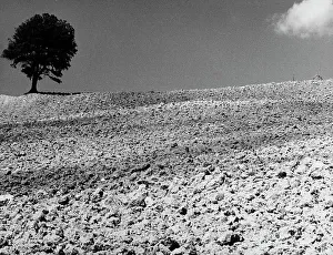 Field Landscape Photography Prints: Ploughed ground and tree
