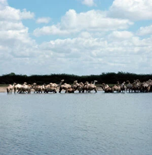 Related Images Collection: At the pool of Beles Cogani, a nomad bringing a herd of camels to drink