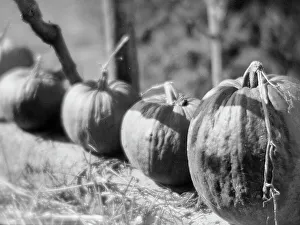 Autumn Plant Life Prints: Pumpkins, Tuscany