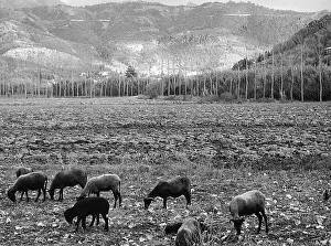 Zoology And Zootechnics Images Prints: Rams on the pasture