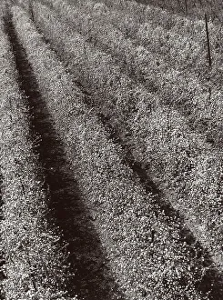 Rows of plants in bloom