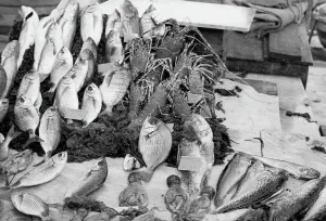 School of fish