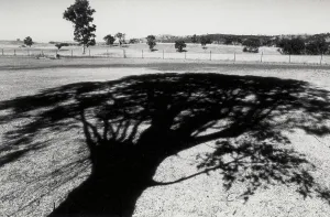 Tree Silhouette Prints: Shadow of a tree
