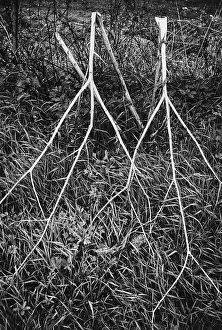 Outdoor Botanical Photography Prints: Shrubbery