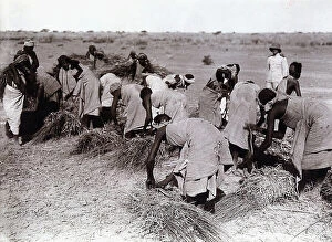 Related Images Collection: Somalian women busy gathering fodder