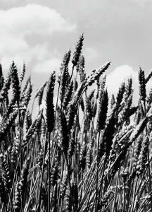 Agricultural Cultivation Prints: Spike of wheat