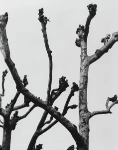 Tree Branches Prints: Branches of a tree