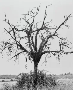 Seasonal Change Photography Prints: Leafless tree, La Charente