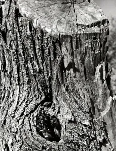 Vegetation Photography Prints: Tree trunk