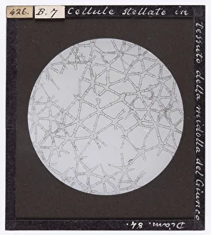 Mathematical And Natural Sciences Prints: Star-like cells in the pith tissue of rush (Juncus)