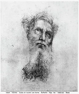 Study of a bearded old man. Drawing by Raphael, in the Graphische Sammlung of the Albertina in Vienna