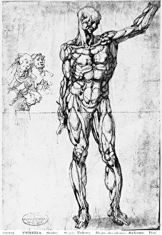 Study of male anatomy with two figures, drawing preserved in the Galleries of the Academy, Venice