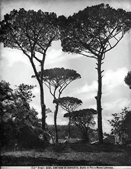 Pine Tree Photography Prints: Study of pine trees in Massa Lubrense, on the outskirts of Sorrento