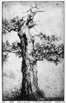 Study of a tree. Drawing by Jan Wijnants, preserved in the Royal Library, Turin