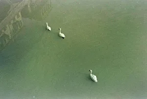 Swans in the Arno in Florence