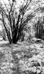 Vegetable Kingdom Elements Prints: Taino forest