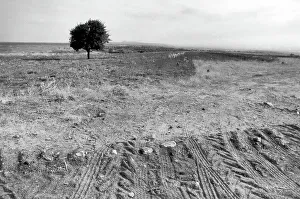 Farmland Landscape Photos Prints: Tree on a bare soil
