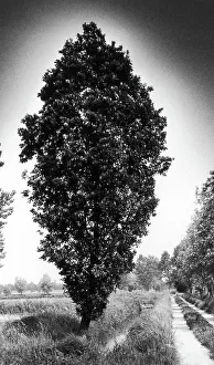 Countryside Landscape Photography Prints: Tree in countryside