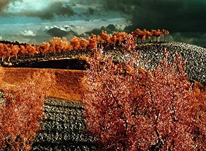 Countryside Landscape Prints: Tree and fields