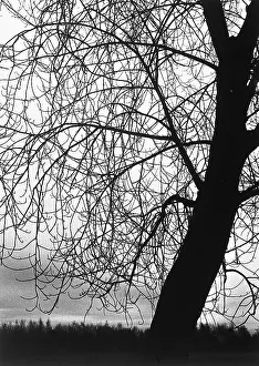 Solitude In Nature Photos Prints: Tree without leaves