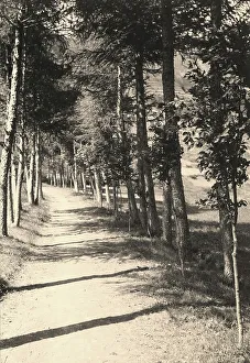 Tree Lined Road Prints: Tree-lined avenue