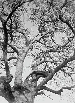 Botanical Images Prints: A tree; Photo studio
