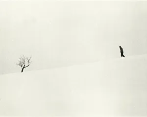 Tree in the snow