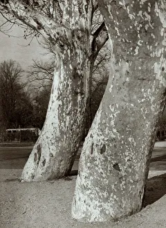 Seasonal Landscape Photography Prints: Tree trunks in a park