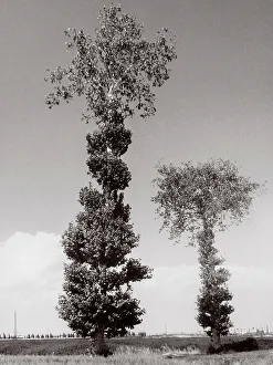 Two trees