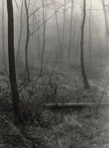 Trees in the fog