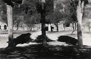 Tree Silhouette Photography Prints: Trees with shadows