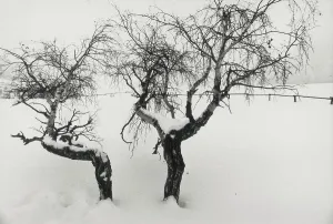 Winter Tree Photography Prints: Trees in the snow