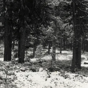 Trees in the snow