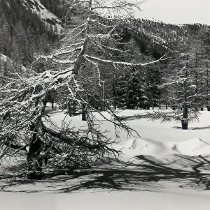 Trees in the snow