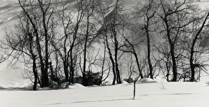 Trees in the snow