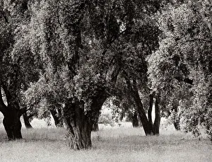 Landscape Photography Of Trees Prints: Trees in spring
