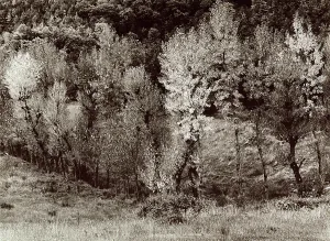 Wooded Landscape Photos Prints: Trees in a valley