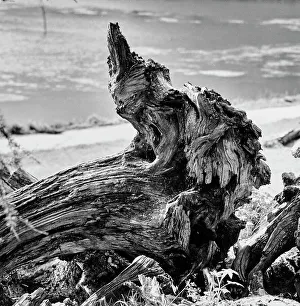 Tree Trunk Prints: Trunk of a tree in the Engadine