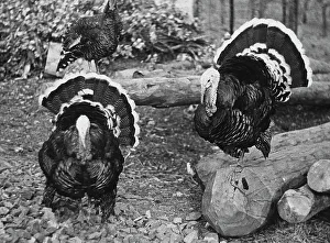 Vertebrate Wildlife Photos Prints: Two turkeys in the barnyard