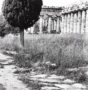 Roman Column Architecture Prints: View of Paestum
